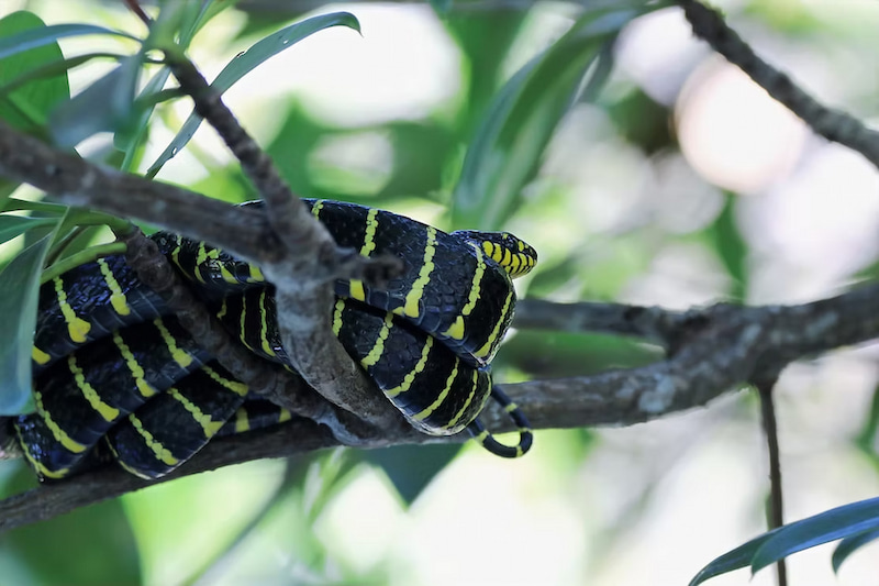 Palawan mangrove snake in Philippines