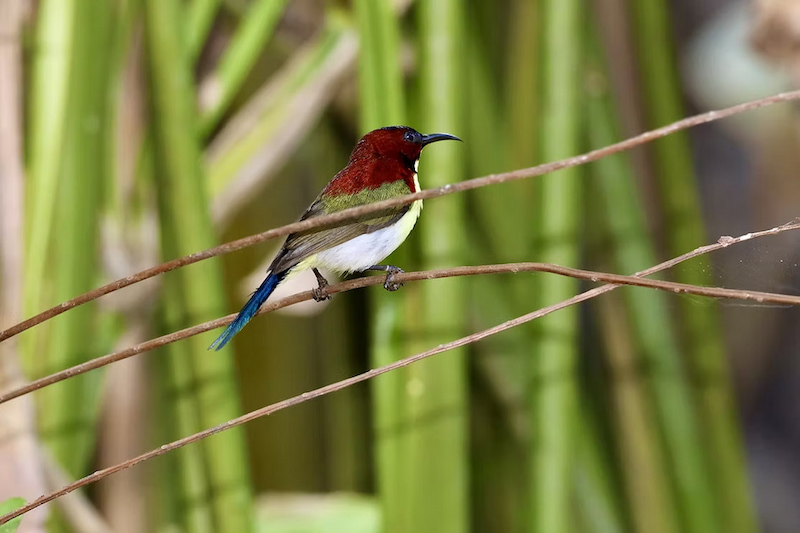 Sunbird in the mangroves of Palawan Philippines