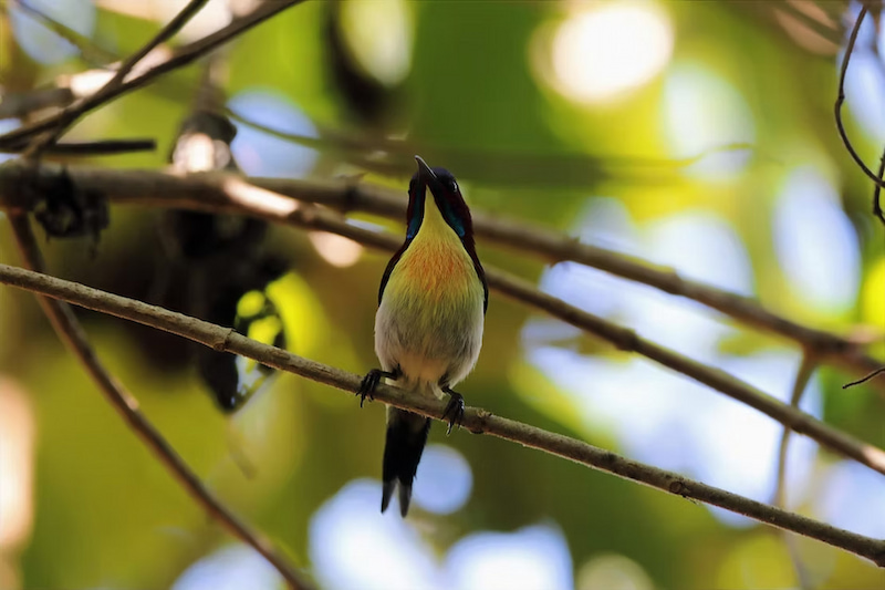 Underbelly of a sunbird in Palawan mangroves Philippines