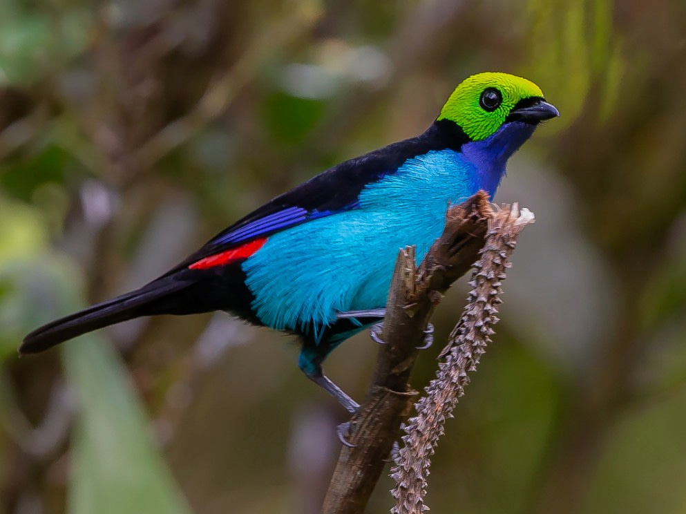 Paradise Tanager near Sani Lodge, Ecuador