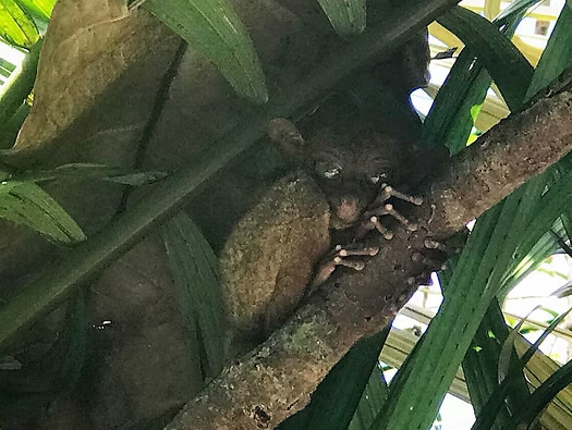 Tarsier in the famous Chocolate Hills of Bohol Island