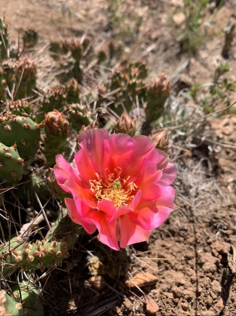 Pink flower of prickly pear in Black Canyon of the Gunnison National Park, Colorado