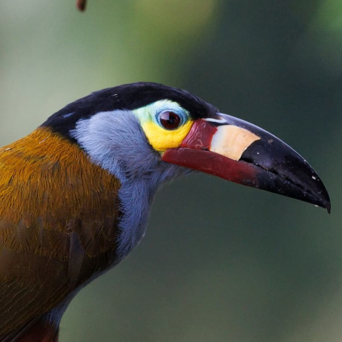 A Plate-billed Mountain Toucan in the Ecuadorian cloud forest