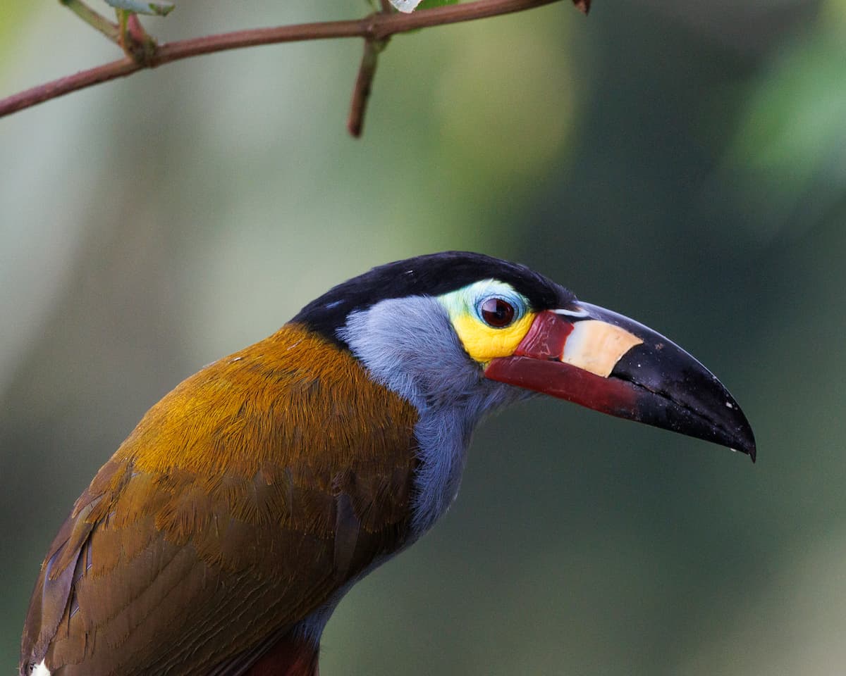 Plate-billed Mountain Toucan in northwestern Ecuador