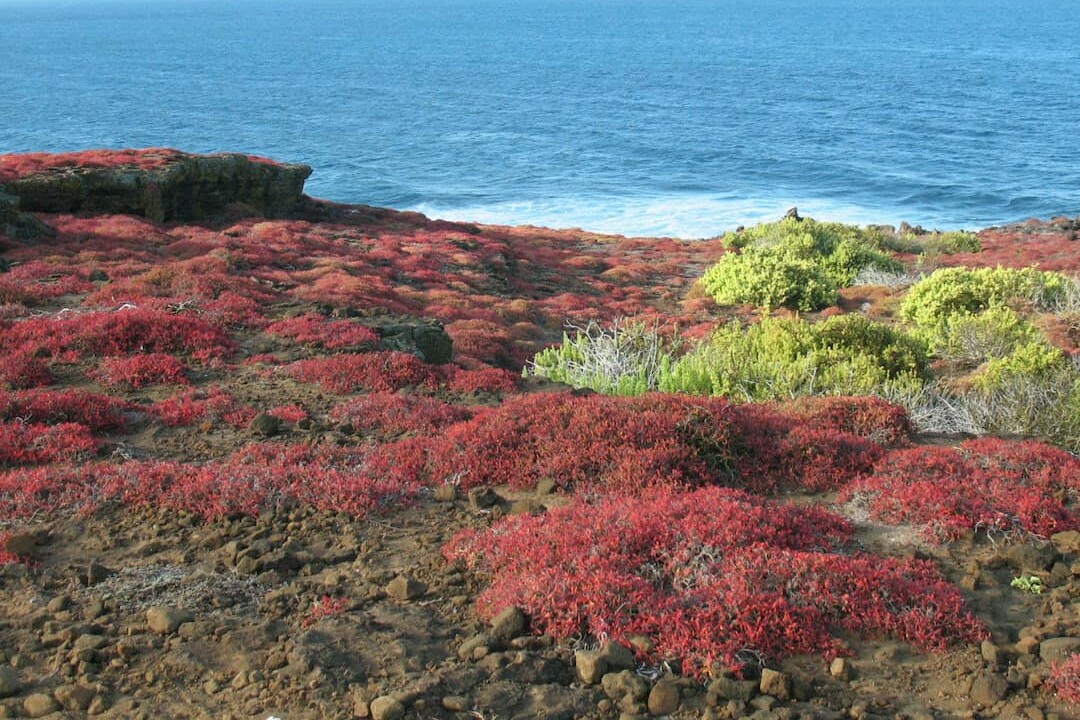 Punta Pitt Sesuvium mats on San Cristobal