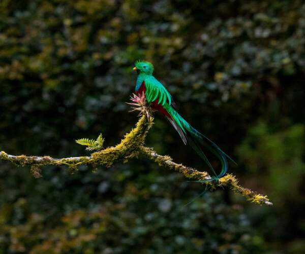 A Resplendent Quetzal in the Costa Rican cloud forest