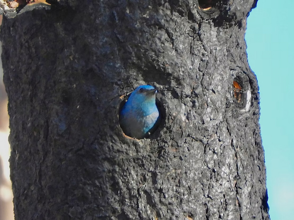Mountain bluebird in Rocky Mountain National Park Colorado