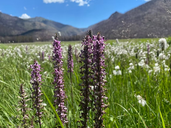 Meadow in Rocky Mountain National Park Colorado