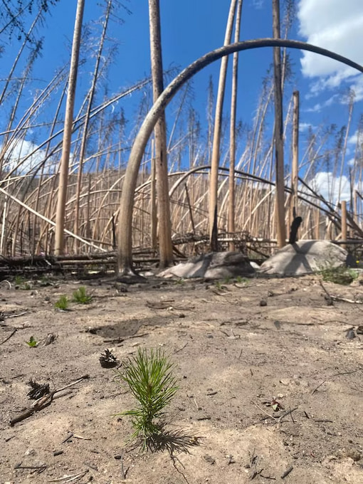 New baby pine trees growing in the burn scars from the fire in Rocky Mountain National Park