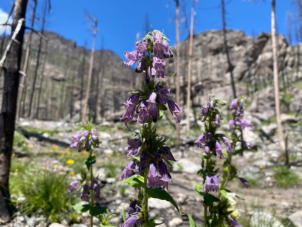 Purple wildflowers in Rocky Mountain National Park