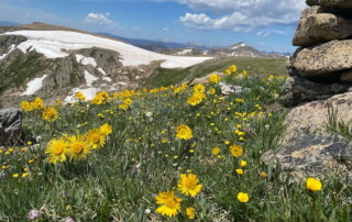 Sunflowers in the alpine of the tundra of Rocky Mountain National Park Colorado