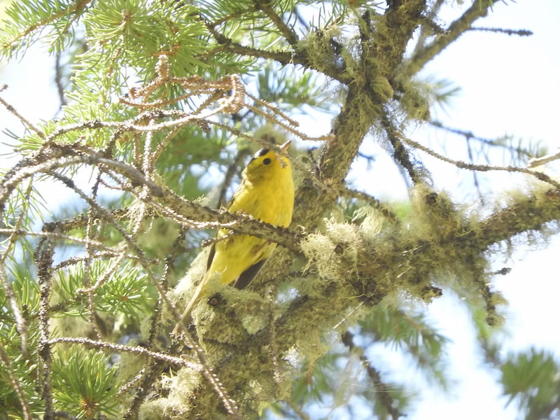 Wilson's Warbler spotted in Rocky Mountain National Park Colorado