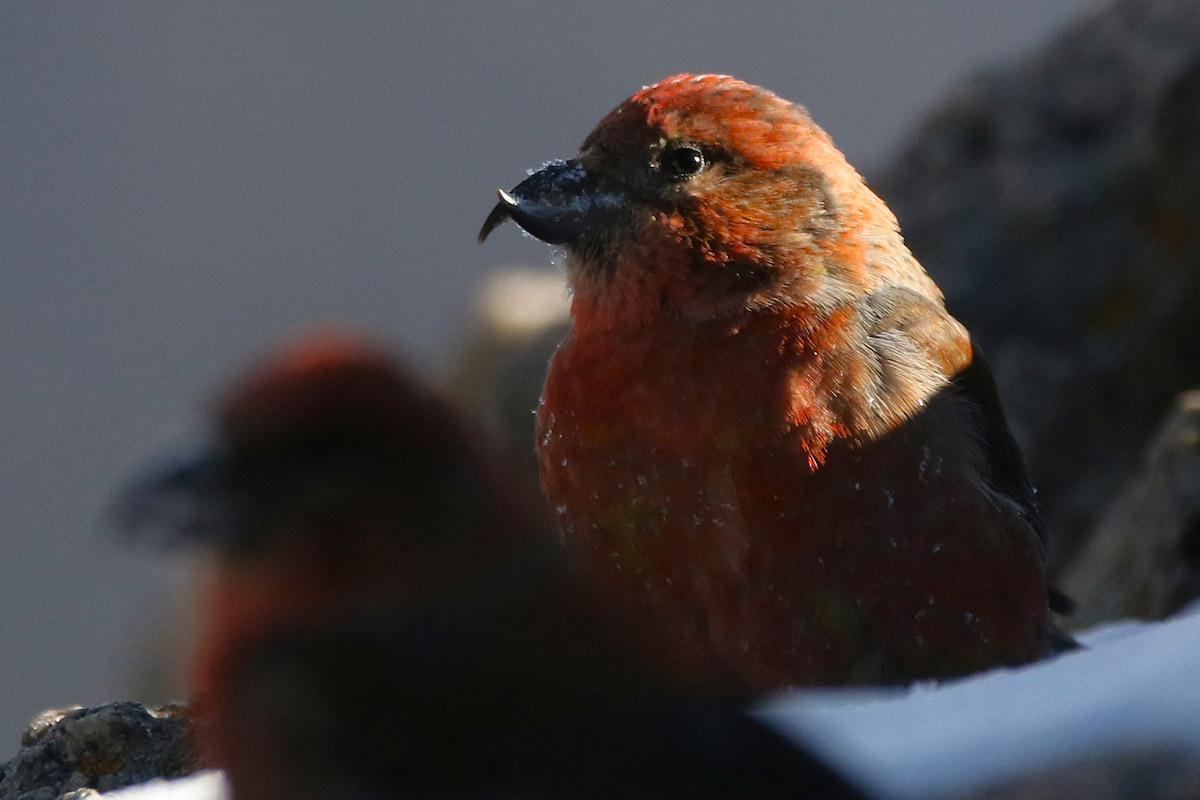 Red Crossbills in Rocky Mountain National Park