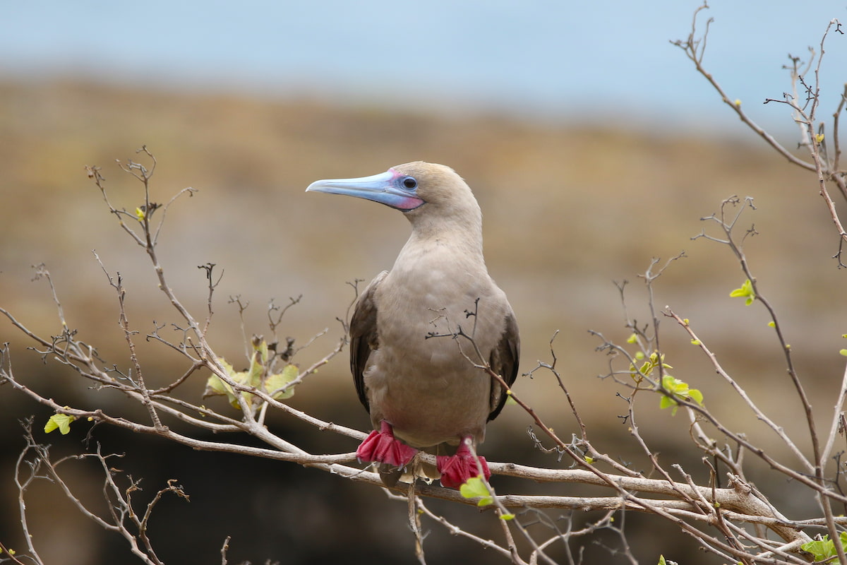 A Red-footed Booby at Punta Pitt, San Cristobal Island, Galápagos, Ecuador