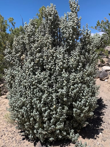 Roundleaf buffaloberry shrub