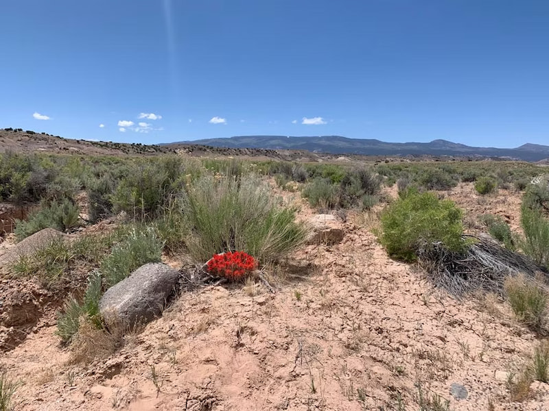 Desert paintbrush in Cathedral Valley