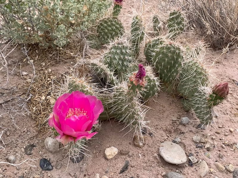 Prickly pear flowering