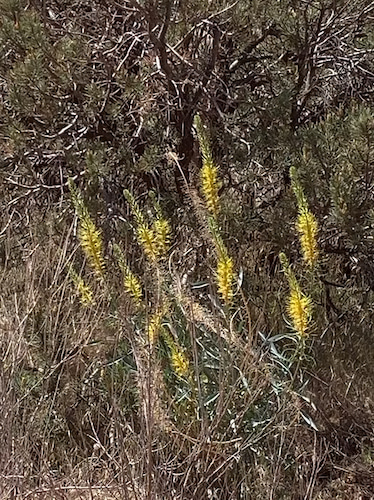 Prince's Plume toxic plant