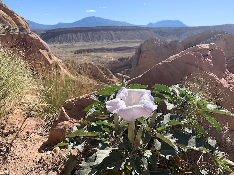 Sacred Datura flower