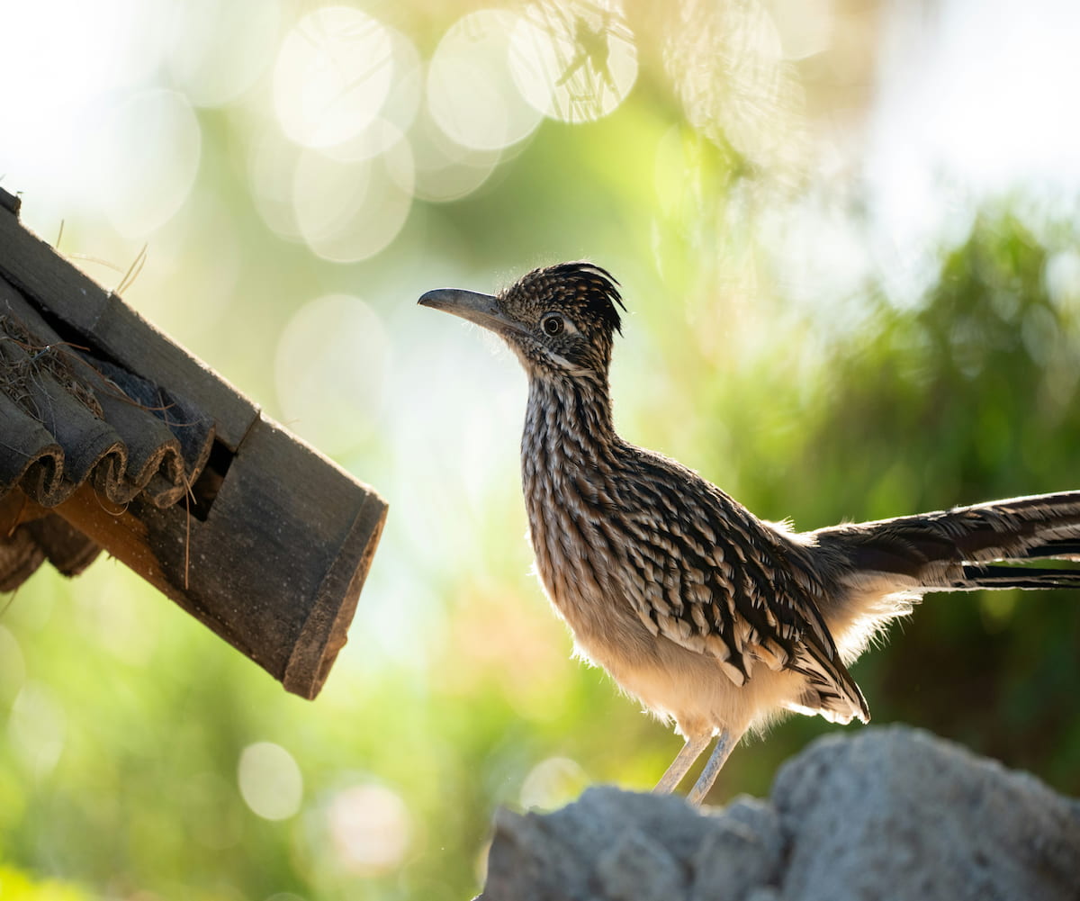 Roadrunner in New Mexico