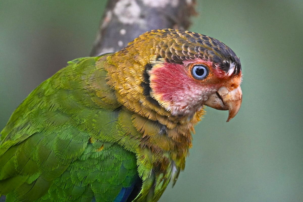 A Rose-faced Parrot near Mashpi Amagusa