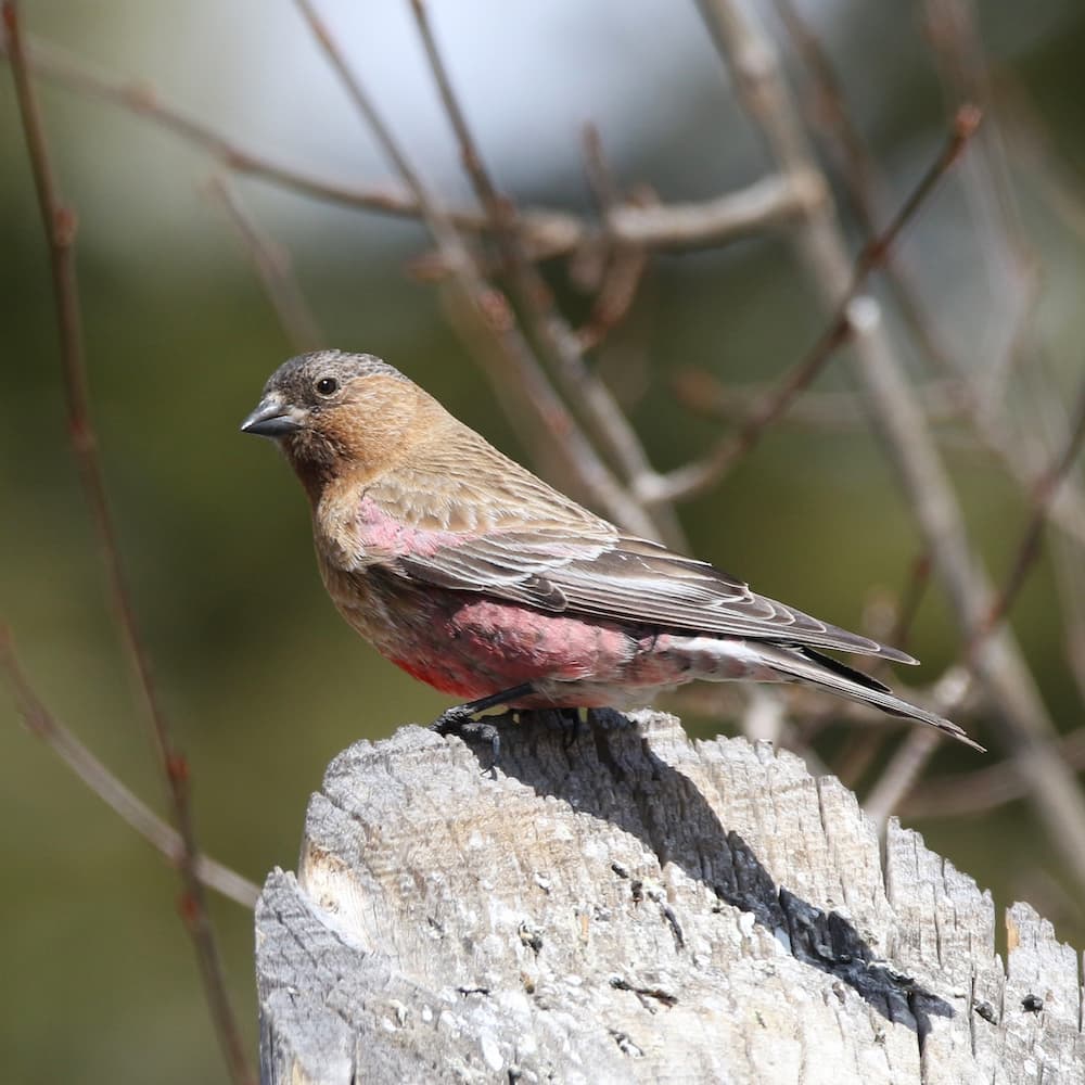 A Brown-capped Rosy-Finch on a rock
