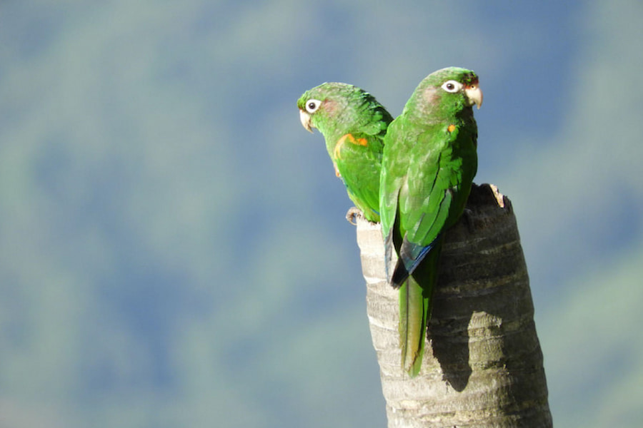 Endemic Santa Marta Parakeets in Colombia