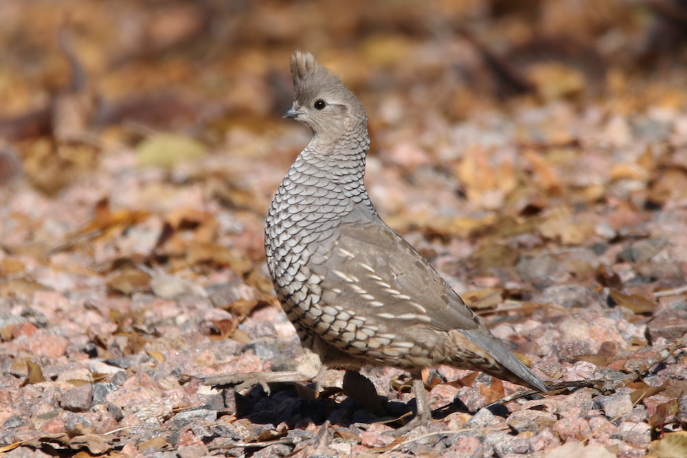 A Scaled Quail near Pueblo, Colorado