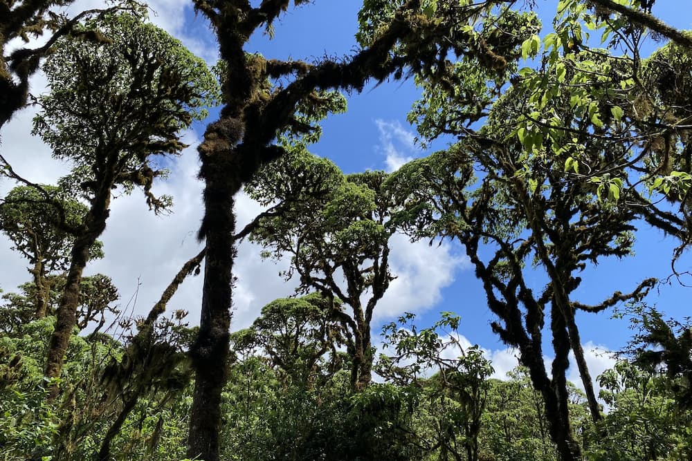 Scalesia forest on Santa Cruz Island, Galapagos