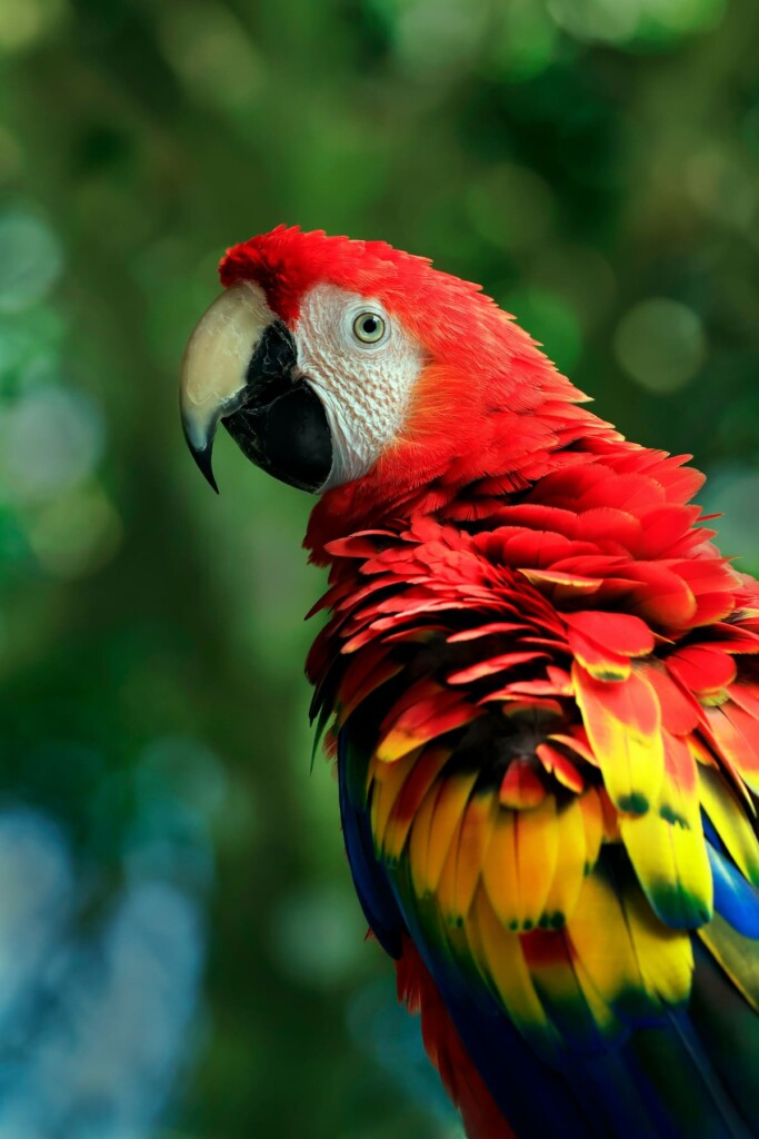 Scarlet Macaw in the Ecuadorian Amazon