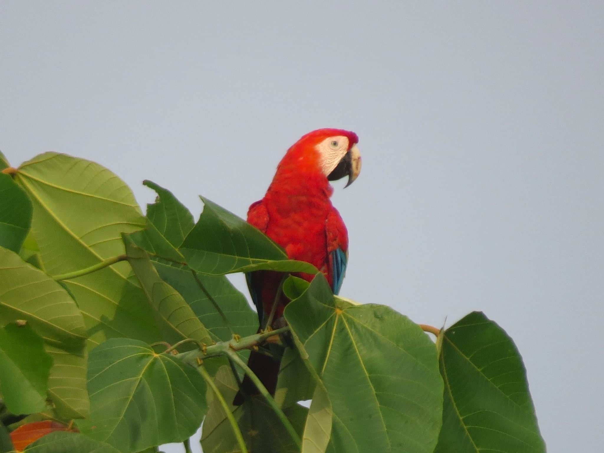 A Scarlet Macaw near Carara National Park, Costa Rica