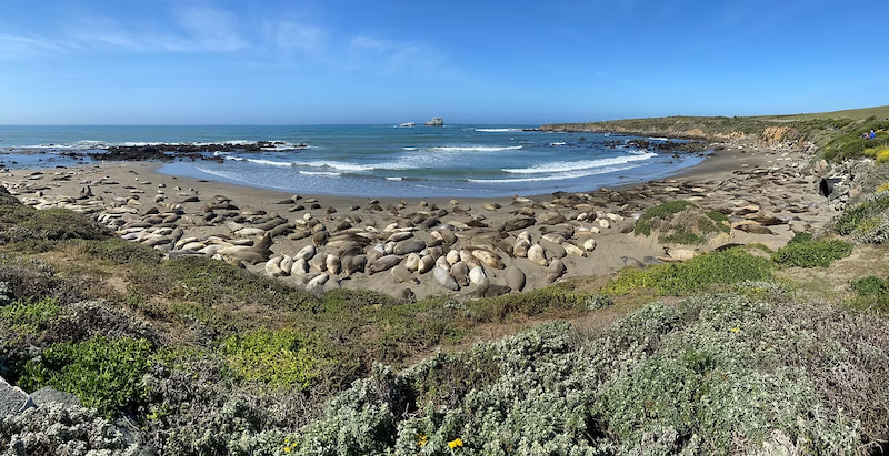 Lots of elephant seals on a bay on Santa Rosa Island, California