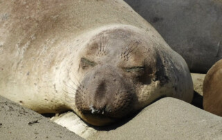 Female Elephant Seal sleeping on Santa Rosa Island, California
