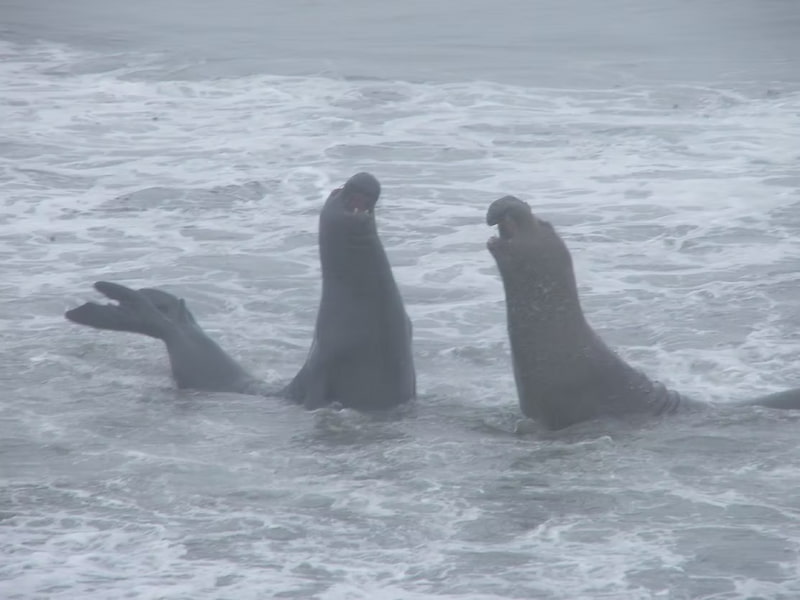 Big male elephant seals fighting in the water