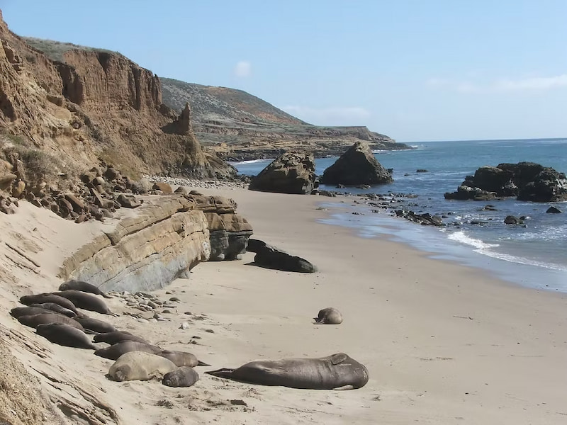 Elephant seals sunbathing on the beach of Santa Rosa Island, California