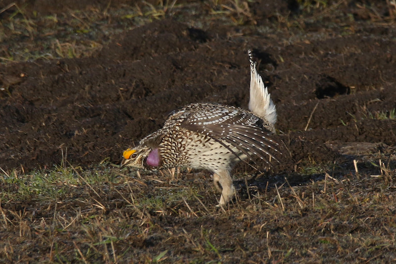 A Sharp-tailed Grouse displaying near Steamboat Springs, Colorado