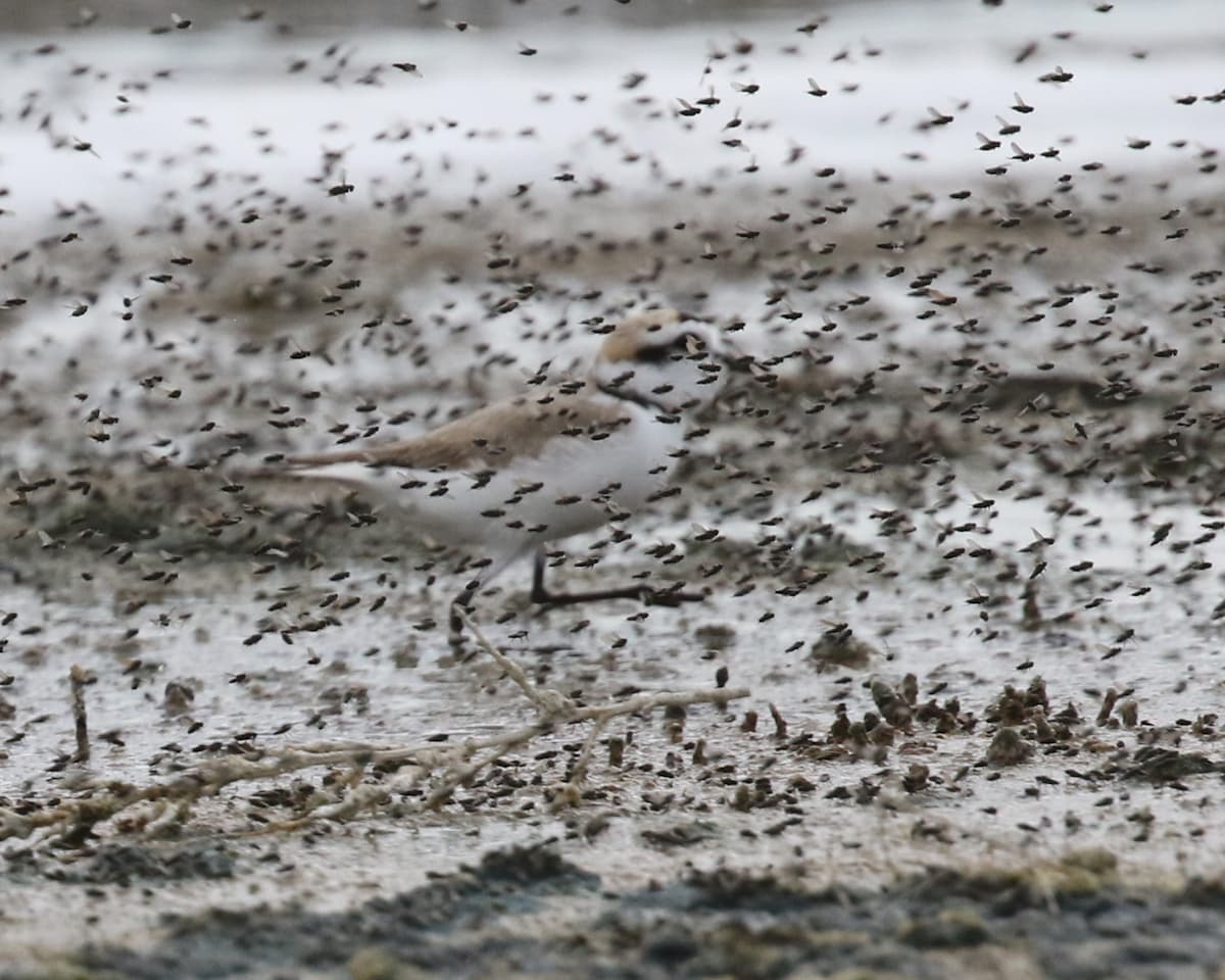 A Snowy Plover surrounded by brine flies