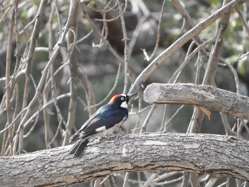 Spotted an acorn woodpecker
