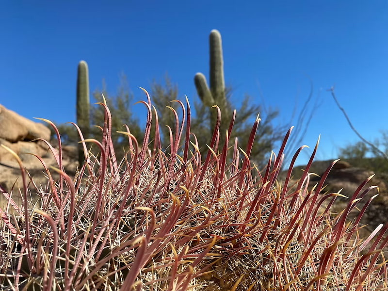 Pink barbs of a bowl cactus in Sonora desert