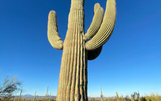 Large saguaro cactus in Sonora desert in Saguaro National Park Arizona