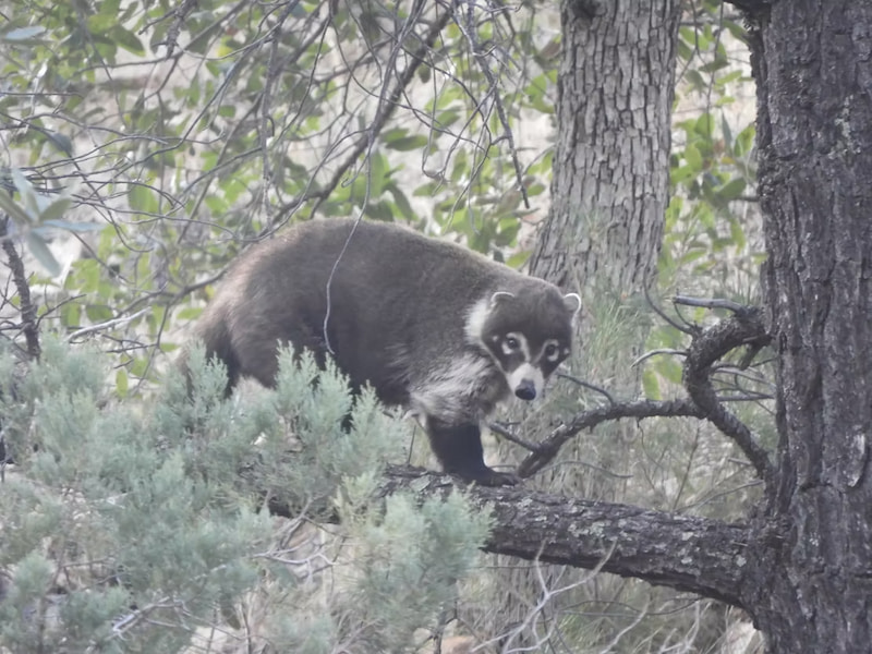 Spotting a coati in Arizona