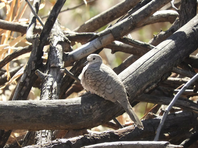 Inca Dove in Sonora desert