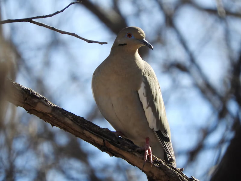 White winged dove in the trees
