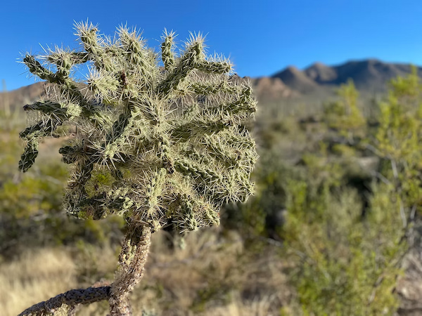 Buckhorn cholla plant in Sonora desert in Saguaro National Park