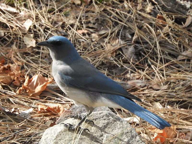 Beautiful blue Mexican Jay