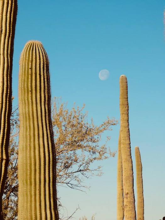 Moon in the distance among the Saguaro cacti in Sonora desert