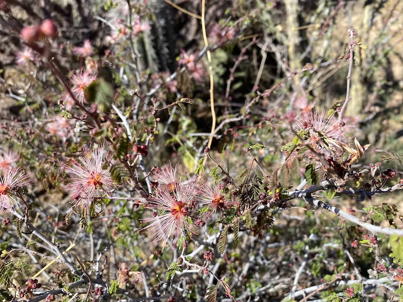 Fairy duster flowers in Sonora desert