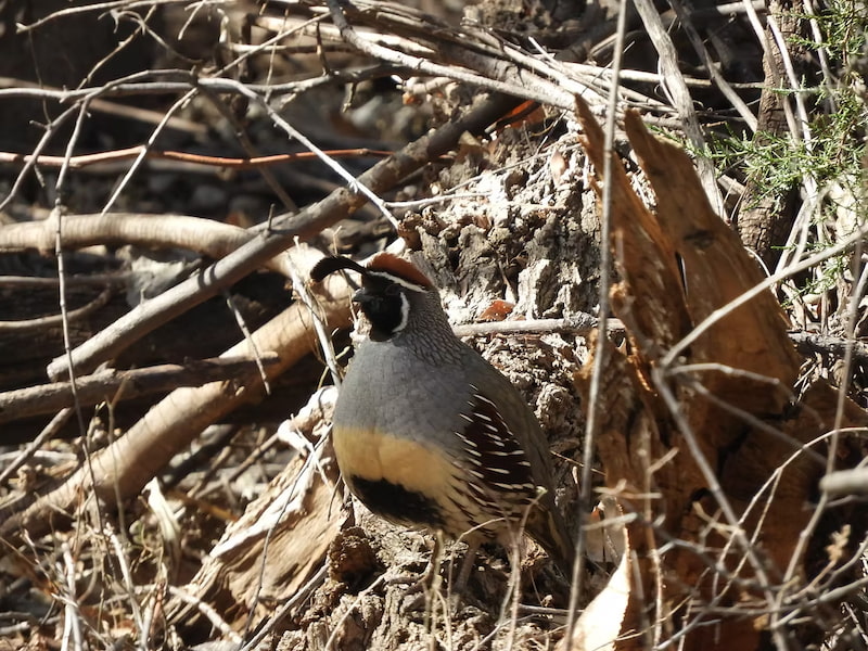Quail in the brush