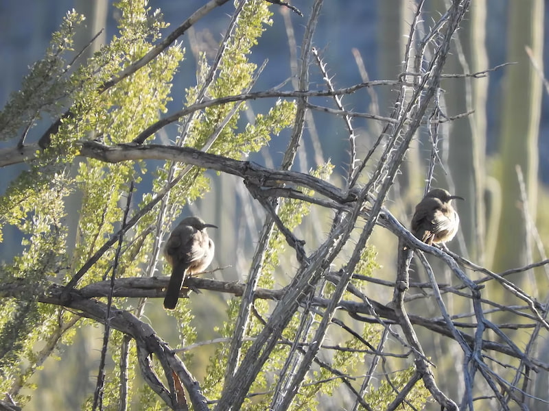 Curve billed thrashers in Sonora desert