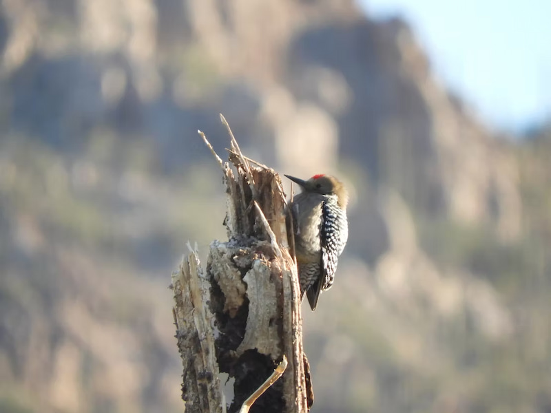 Gila woodpecker in Sonora desert